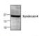 Syndecan 4 antibody, orb375229, Biorbyt, Western Blot image 