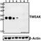 TNF Superfamily Member 12 antibody, GTX66870, GeneTex, Western Blot image 