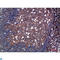 Tryptase Delta 1 antibody, LS-C813570, Lifespan Biosciences, Immunohistochemistry paraffin image 