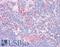 Galectin 9 antibody, LS-B6275, Lifespan Biosciences, Immunohistochemistry frozen image 