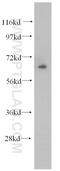 TCF11 antibody, 12936-1-AP, Proteintech Group, Western Blot image 