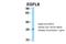 EGF Like Domain Multiple 8 antibody, NBP1-57964, Novus Biologicals, Western Blot image 