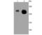 RNA Polymerase II Subunit A antibody, A01029S2, Boster Biological Technology, Western Blot image 