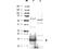 Ubiquitin Conjugating Enzyme E2 N antibody, A02462, Boster Biological Technology, Western Blot image 