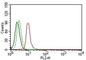 Cyclin D1 antibody, NBP2-44584, Novus Biologicals, Flow Cytometry image 