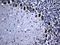 Membrane Magnesium Transporter 1 antibody, LS-C795779, Lifespan Biosciences, Immunohistochemistry paraffin image 