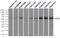 Lipase G, Endothelial Type antibody, TA501002, Origene, Immunoprecipitation image 