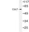 Cell Division Cycle 7 antibody, LS-C176999, Lifespan Biosciences, Western Blot image 