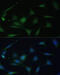 Mitogen-Activated Protein Kinase 13 antibody, 15-523, ProSci, Immunofluorescence image 