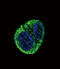 Fibrinogen Alpha Chain antibody, abx033015, Abbexa, Western Blot image 