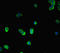 SMAD2 antibody, orb44717, Biorbyt, Immunofluorescence image 