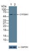 Cytochrome P450 Family 26 Subfamily A Member 1 antibody, LS-C373160, Lifespan Biosciences, Western Blot image 