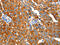 Growth Differentiation Factor 6 antibody, CSB-PA245851, Cusabio, Immunohistochemistry paraffin image 