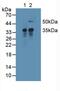 Induced myeloid leukemia cell differentiation protein Mcl-1 homolog antibody, abx129693, Abbexa, Western Blot image 
