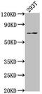 Paxillin antibody, CSB-PA019112OA01HU, Cusabio, Western Blot image 