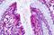 Prostaglandin E Receptor 4 antibody, MBS247321, MyBioSource, Immunohistochemistry frozen image 