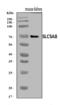 Solute Carrier Family 5 Member 8 antibody, A03883-3, Boster Biological Technology, Western Blot image 