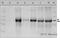 Haptoglobin antibody, ab13429, Abcam, Western Blot image 