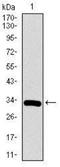 RUNX Family Transcription Factor 3 antibody, NBP2-37455, Novus Biologicals, Western Blot image 
