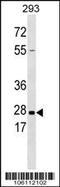 Kallikrein Related Peptidase 5 antibody, 62-246, ProSci, Western Blot image 