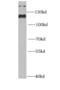 Integrator Complex Subunit 5 antibody, FNab04363, FineTest, Western Blot image 