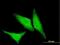 Heat Shock Protein Family B (Small) Member 1 antibody, H00003315-M04, Novus Biologicals, Immunofluorescence image 