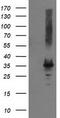 Pyrroline-5-Carboxylate Reductase 2 antibody, CF501897, Origene, Western Blot image 