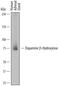 Dopamine Beta-Hydroxylase antibody, AF7376, R&D Systems, Western Blot image 