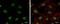 Histone Cluster 4 H4 antibody, MA5-27794, Invitrogen Antibodies, Immunofluorescence image 
