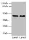 NCK Adaptor Protein 2 antibody, CSB-PA015531HA01HU, Cusabio, Western Blot image 