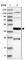 Stromal membrane-associated protein 2 antibody, HPA024424, Atlas Antibodies, Western Blot image 