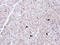 Scavenger Receptor Class A Member 3 antibody, LS-C185378, Lifespan Biosciences, Immunohistochemistry frozen image 