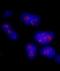 CD3e Molecule Associated Protein antibody, IHC-00474, Bethyl Labs, Immunocytochemistry image 