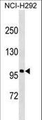 Androgen Receptor antibody, LS-C161063, Lifespan Biosciences, Western Blot image 