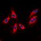 Uracil DNA Glycosylase antibody, orb74737, Biorbyt, Immunofluorescence image 