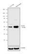 Tachykinin Receptor 1 antibody, PA1-16715, Invitrogen Antibodies, Western Blot image 