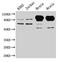 Myelin Associated Glycoprotein antibody, LS-B14925, Lifespan Biosciences, Western Blot image 