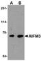 Apoptosis Inducing Factor Mitochondria Associated 3 antibody, AP22615PU-N, Origene, Western Blot image 