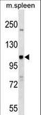 Nucleotide Binding Oligomerization Domain Containing 1 antibody, LS-C158234, Lifespan Biosciences, Western Blot image 