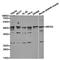 SMYD Family Member 5 antibody, orb191485, Biorbyt, Western Blot image 