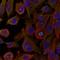 Actin Related Protein 2/3 Complex Subunit 1A antibody, orb12391, Biorbyt, Immunocytochemistry image 