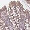 Rho Guanine Nucleotide Exchange Factor 39 antibody, PA5-63945, Invitrogen Antibodies, Immunohistochemistry frozen image 