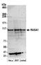 RASA antibody, A305-647A-M, Bethyl Labs, Western Blot image 