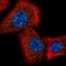 IQ Motif Containing K antibody, HPA048786, Atlas Antibodies, Immunofluorescence image 