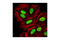 CCCTC-Binding Factor antibody, 3418T, Cell Signaling Technology, Immunocytochemistry image 