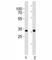 Orthodenticle Homeobox 2 antibody, F52800-0.4ML, NSJ Bioreagents, Immunohistochemistry frozen image 