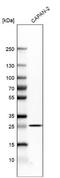 TNF Receptor Associated Factor 1 antibody, NBP1-88140, Novus Biologicals, Western Blot image 