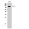 Heterogeneous Nuclear Ribonucleoprotein U Like 2 antibody, LS-C385974, Lifespan Biosciences, Western Blot image 