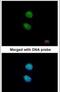 Zinc Finger With KRAB And SCAN Domains 3 antibody, PA5-21718, Invitrogen Antibodies, Immunofluorescence image 