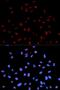 c-met antibody, MBS125560, MyBioSource, Immunofluorescence image 